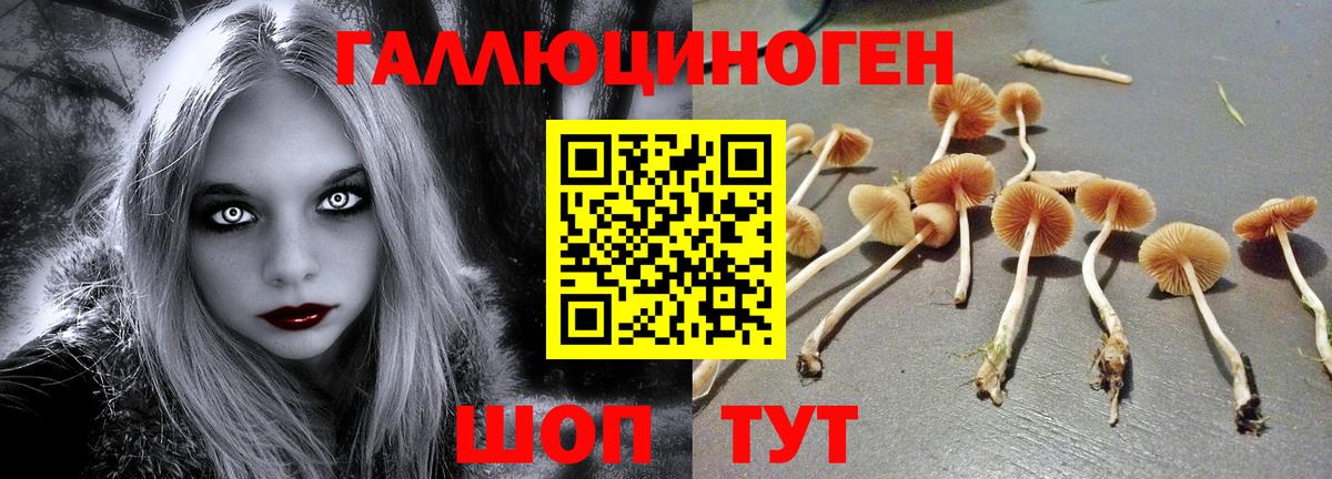 Псилоцибиновые грибы Psilocybe  Вход с VPN  Искитим  Галлюциногенные грибы мицелий 